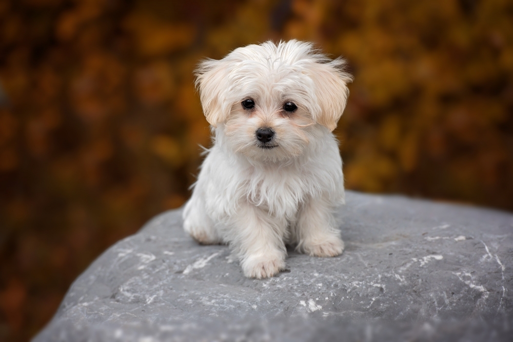 10 Best Small Dog Breeds Under 10 Pounds (2025 Guide)