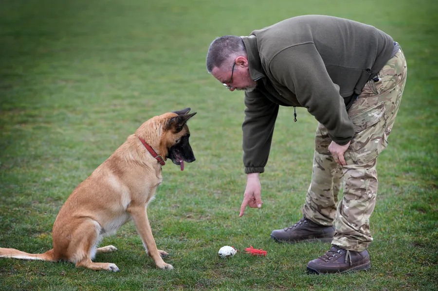 Marker Dog Training