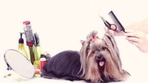 Finding a Haircut Your Dog Loves