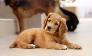 Issues with a Golden Cocker Retriever mix?