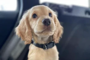 Are Golden Cocker Retriever Puppies Easy To Train?