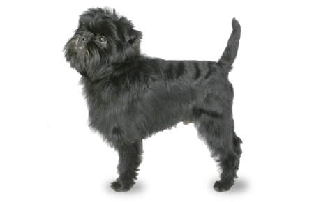 Affenpinscher: A Big Personality in a Small Package