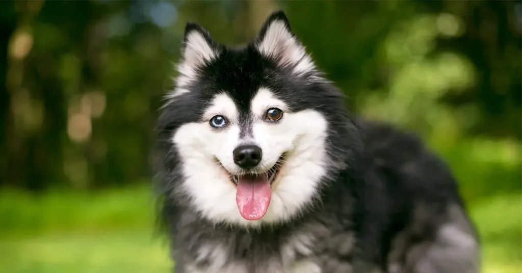 Alaskan Klee Kai miniature alaskan husky, small husky looking dog, alaska klee klai care, what are small huskies called, what is a miniature husky called, alaskan small dog, small alaskan dog breeds, alaskan dog breeds small, klee kai small husky breed, small dog that looks like a husky, small husky breed, mini husky dog breed, klee kai miniature husky, dog that looks like mini husky, alaskan mini husky,