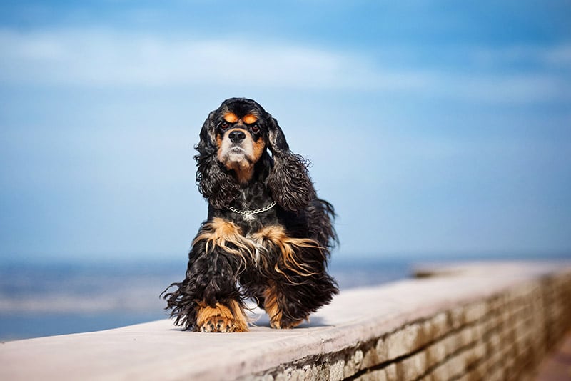 Black and Tan Cocker Spaniel