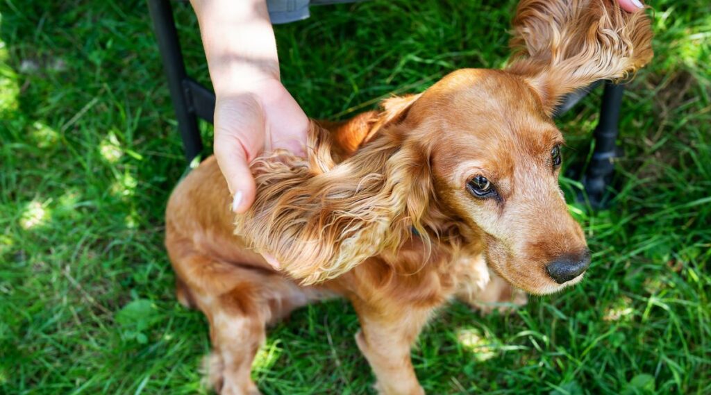 Cocker Spaniel Ears