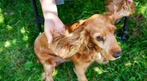 Cocker Spaniel Ears