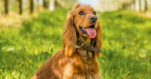 Golden Cocker Spaniel