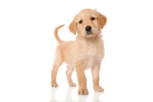 Golden Cocker Retrievers look like