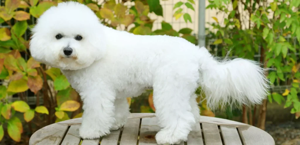 Bichon Frise