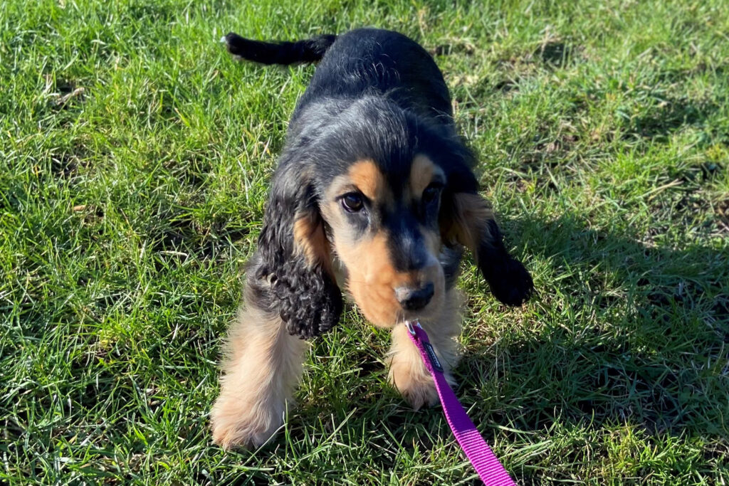 Black and Tan Cocker Spaniel
