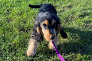 Black and Tan Cocker Spaniel