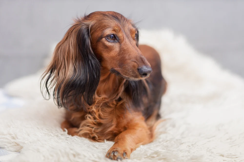 Dachshund: The Brave, Loyal, and Lovably Long Small Dog Breed