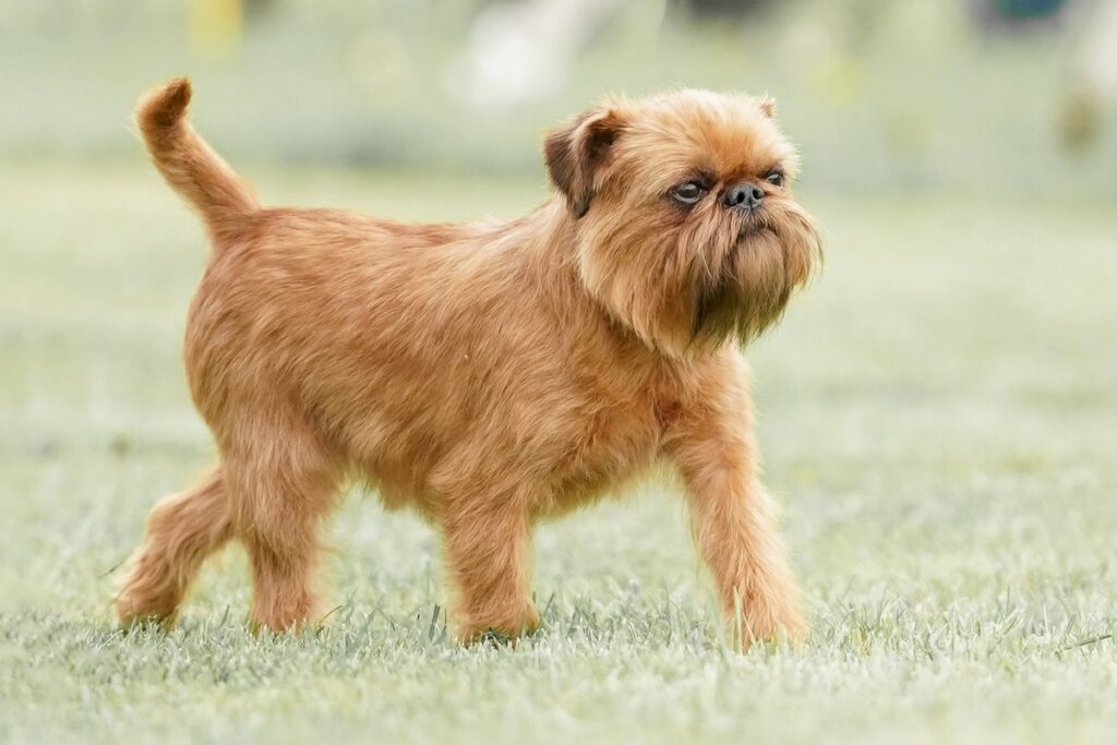 Brussels Griffon