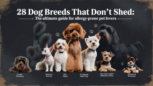 28 Best Small Dog Breeds That Don’t Shed! Perfect for Allergy-Friendly Homes