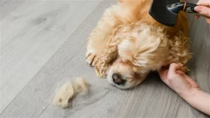 cocker Spaniel Shedding