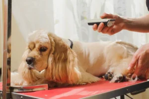 Managing Shedding Through Haircuts for cocker spaniel