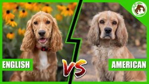 Difference Between American and English Cocker Spaniels