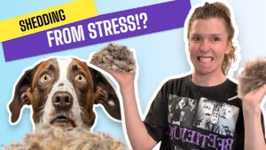 Stress Affects Shedding cocker spaniel