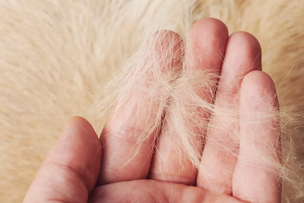 Why Shedding Is an Important Topic for Dog Owners