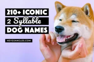 Unique Dog Names with Meaning – Creative & Meaningful Name Ideas