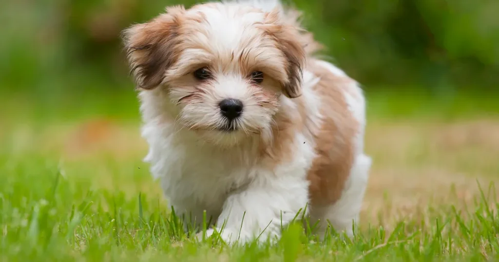 Looking for a Loving Lap Dog? The Havanese Might Just Be Your Soulmate