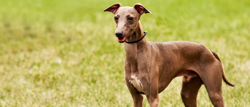 Why the Italian Greyhound Is the Perfect Companion for Modern Pet Lovers