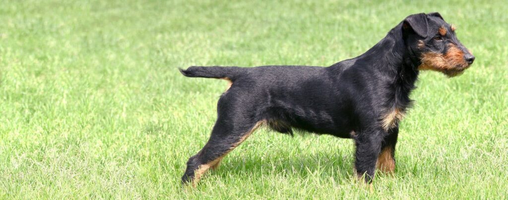 Is the Jagdterrier the Toughest Small Dog Ever? Find Out Here