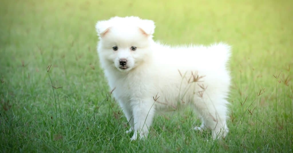 Top Dog Breeds from the United Kingdom