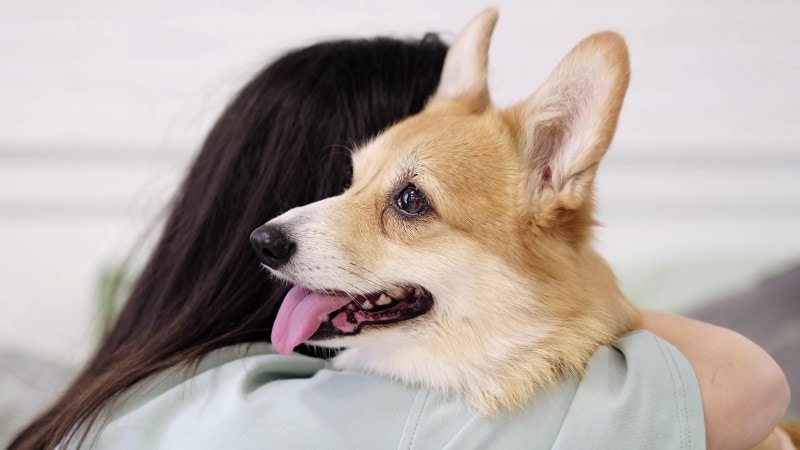 Corgi compared with large breed dog