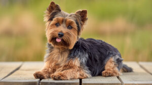 Yorkshire Terrier (Yorkie)