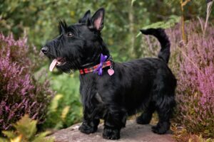 Scottish Terrier (Scottie Dog)