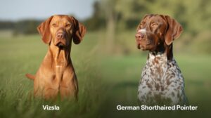 Vizsla vs German Shorthaired Pointer – Breed Comparison Guide 