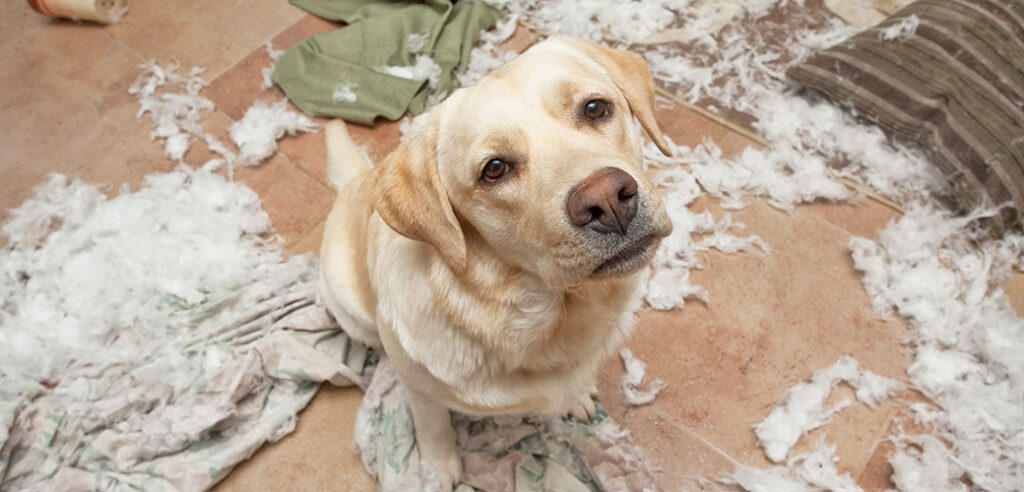 leave your dog alone for two days