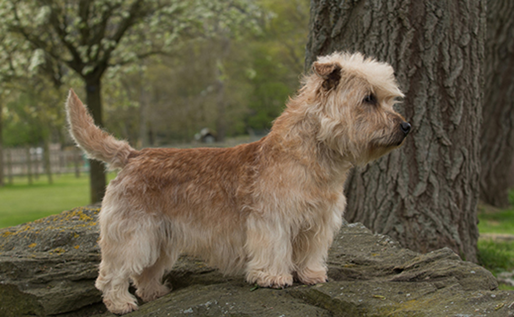 Why the Glen of Imaal Terrier Deserves a Spot Among Top Small Dog Breeds