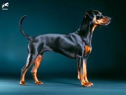 Manchester Terrier