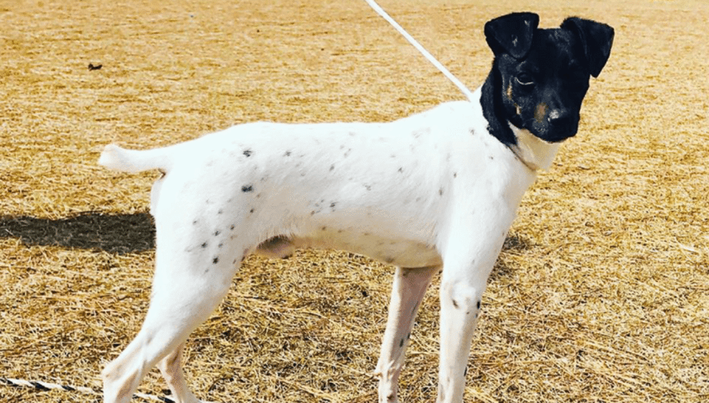 Japanese Terrier: Rare & Loyal Breed