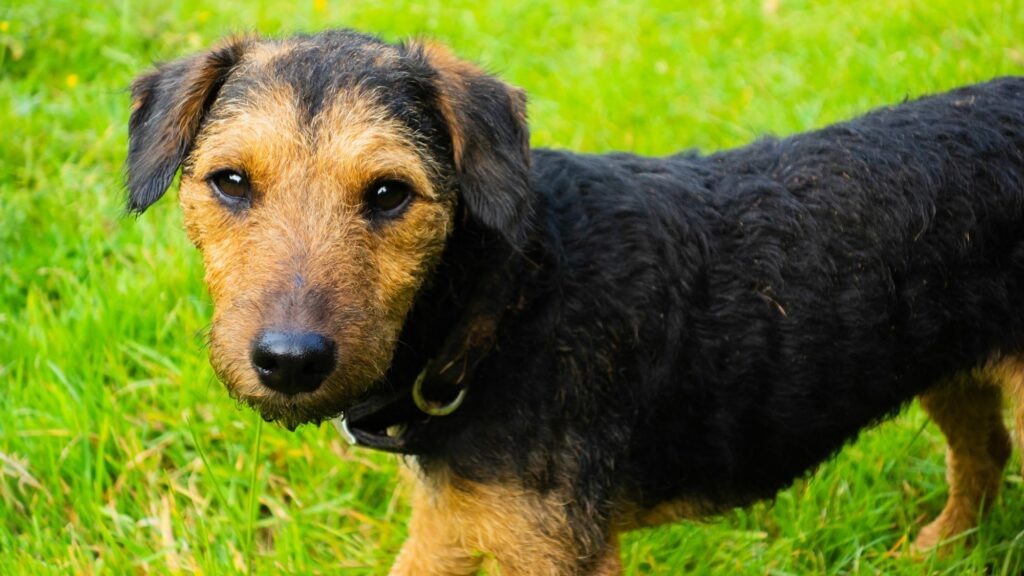Lakeland Terrier Breed Guide: Small in Size, Big in Spirit