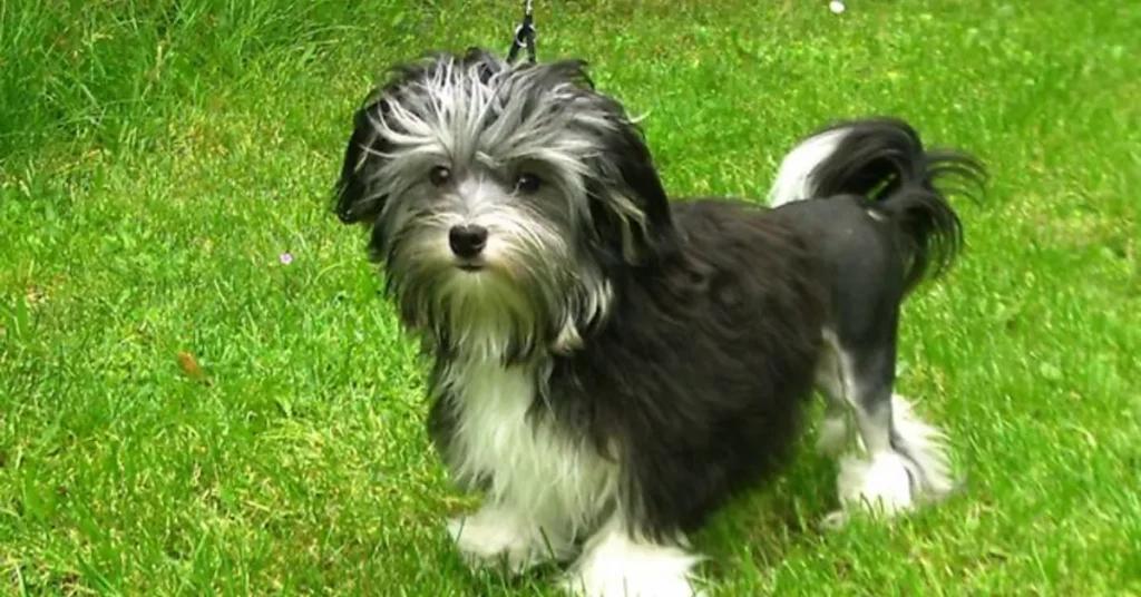 Löwchen: The Rare Little Lion Dog with a Heart Full of Love