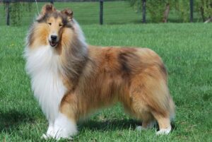 Collie (Rough and Smooth)