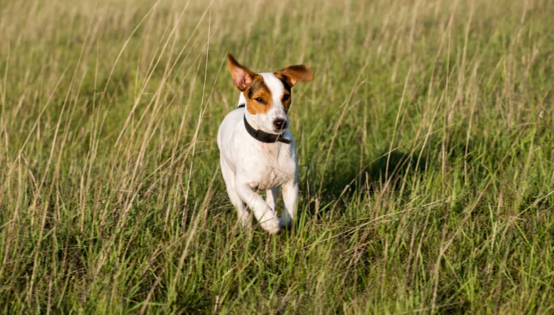 Why the Smooth Fox Terrier Stands Out: Small Dog, Big Attitude