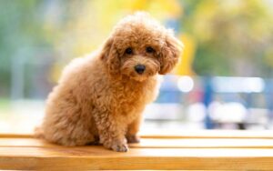 Toy Poodle