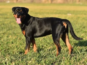 Rottweiler