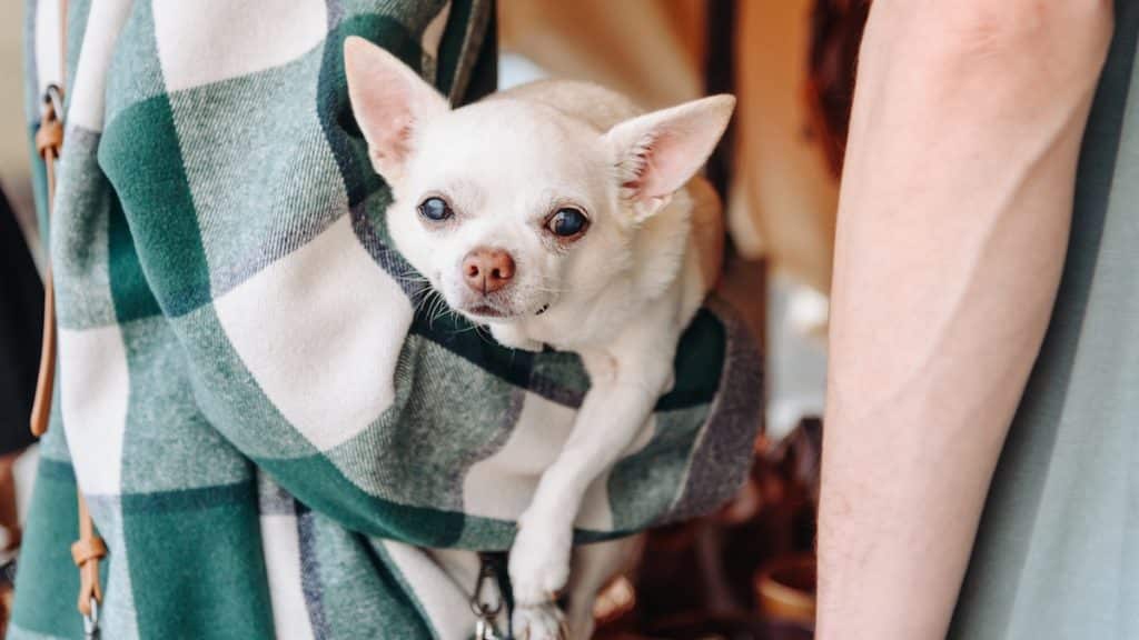 Chihuahua