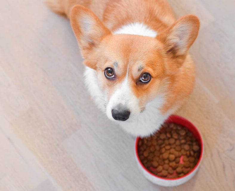 Best Food to Feed Your Dog