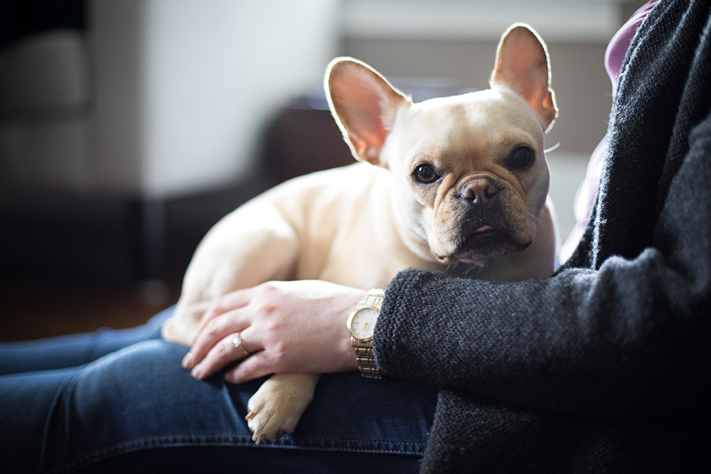 French Bulldogs