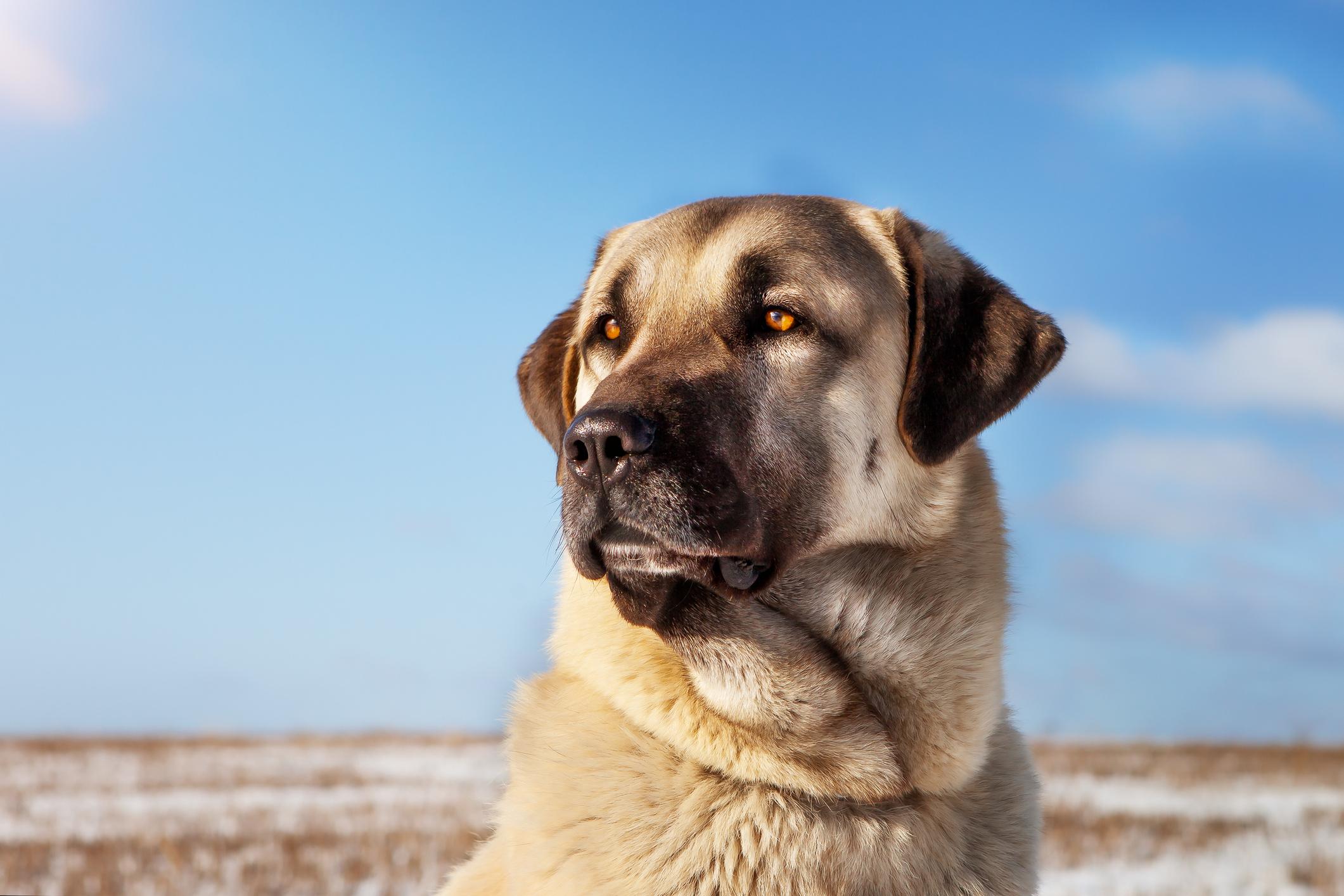 TOUGHEST DOG BREEDS