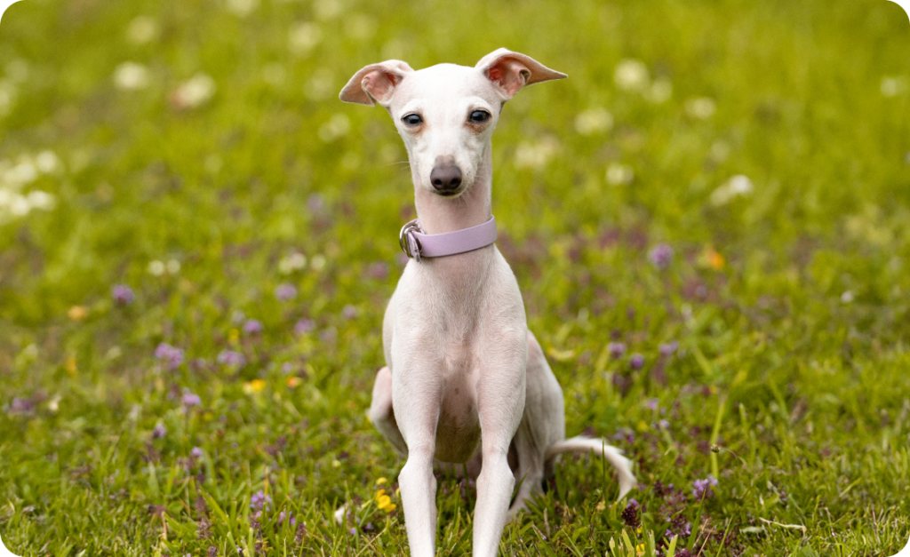 Greyhound