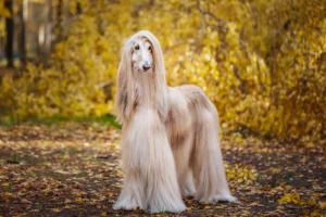 AfghanHound