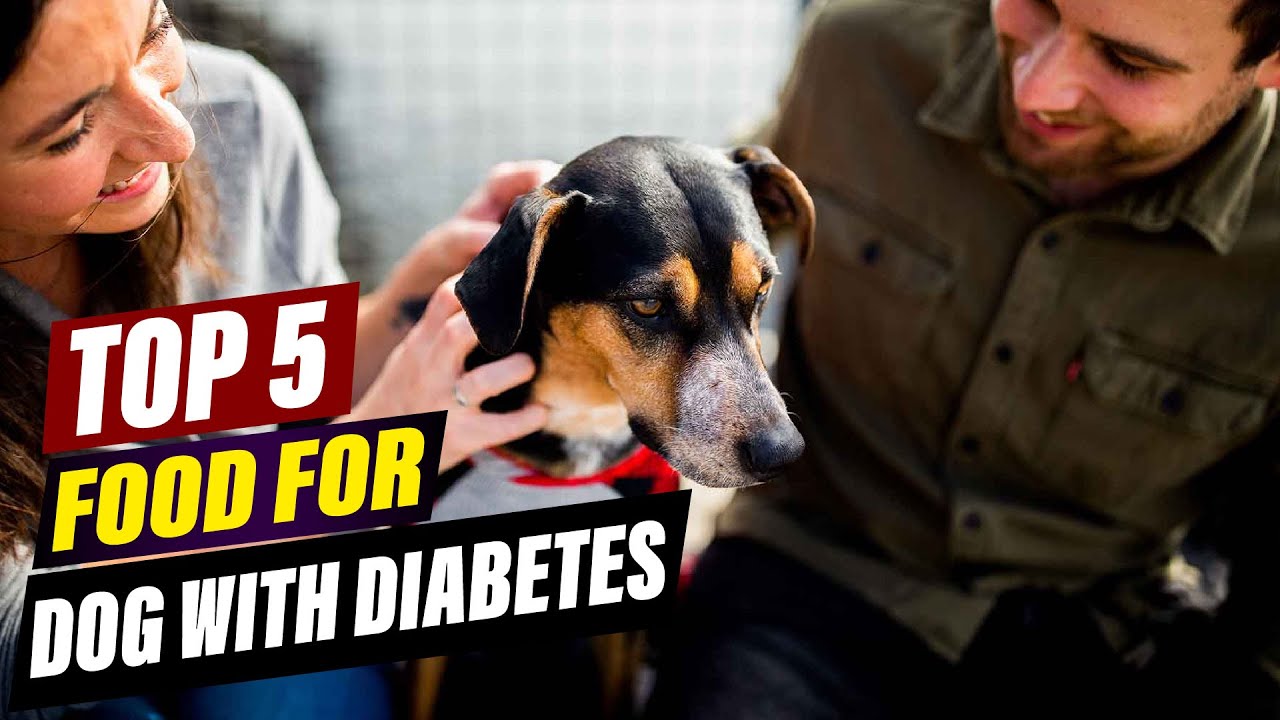 Top 5 Best Food for Diabetic Dogs