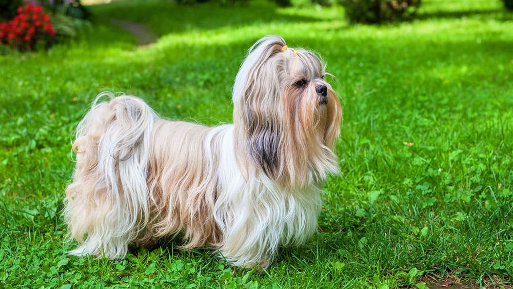 shiu dog